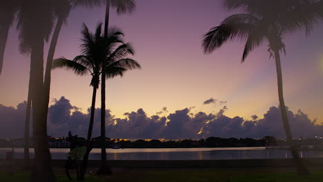 multicolored pre-dawn sky with silhouetted palm trees in south florida, u