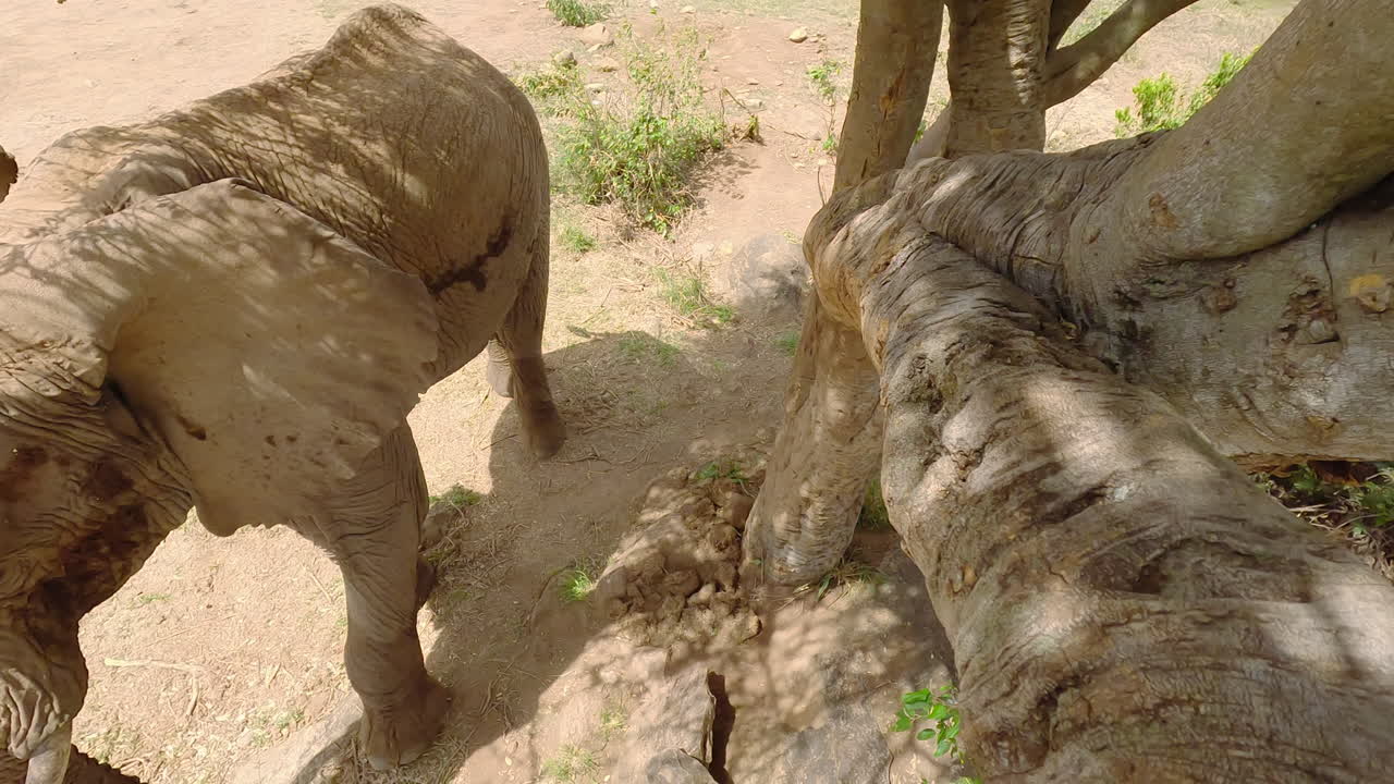 Elefante in piedi accanto a un albero davanti alla macchina fotografica