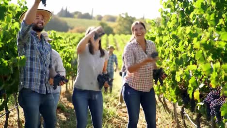 a beautiful day in the vineyard: harvesting grapes with friends among lush green vines under the sunlight
