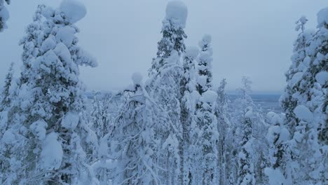 Vista-Panorámica-Desde-El-Bosque-De-Abetos-De-Invierno