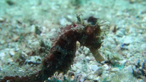 Spikey-Hedgehog-Seahorse-Camouflaged-on-Tropical-Ocean-Sandy-Bottom