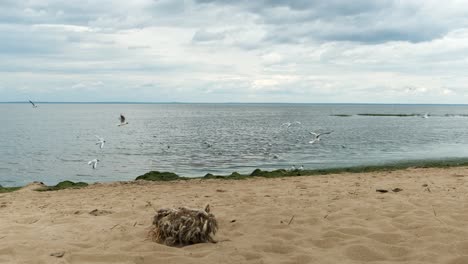 escena de playa con gaviotas