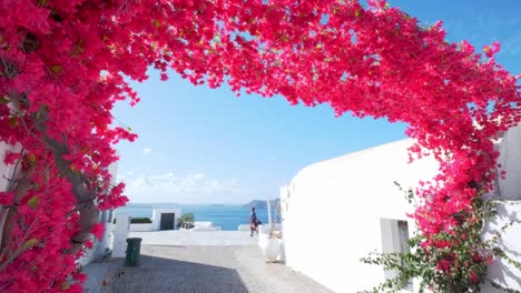 flores rosas en las calles de oia, santorini