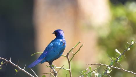 Greater-Blue-eared-Glossy-starling-Lamprotornis-chalybaeus,-beautiful-blue-perching-bird-from-African-woodlands,-bushes-and-gardens