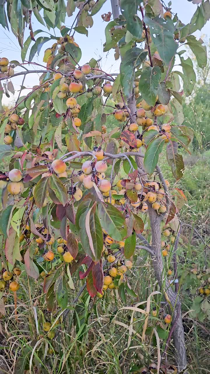 Vídeo vertical de uma árvore de dióspiro Diospyros virginiana