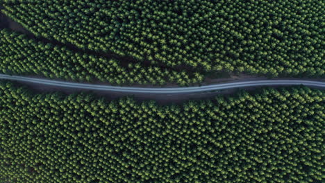 vista aérea de una carretera en medio del bosque