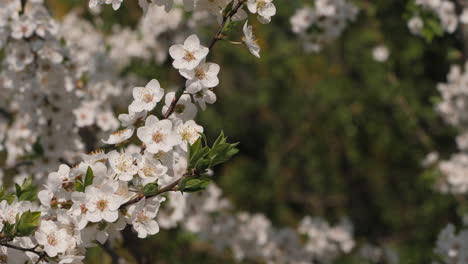 beautiful spring blossoms