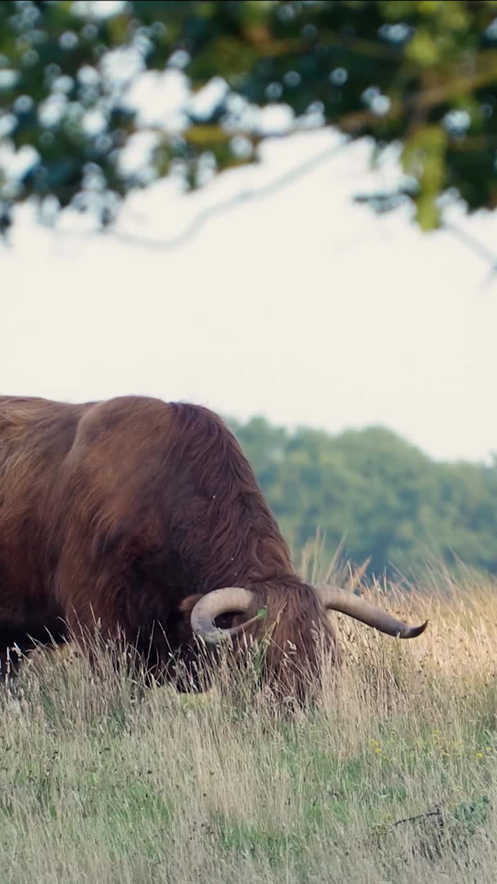 Highland Cow Grazing in a Grassy Field