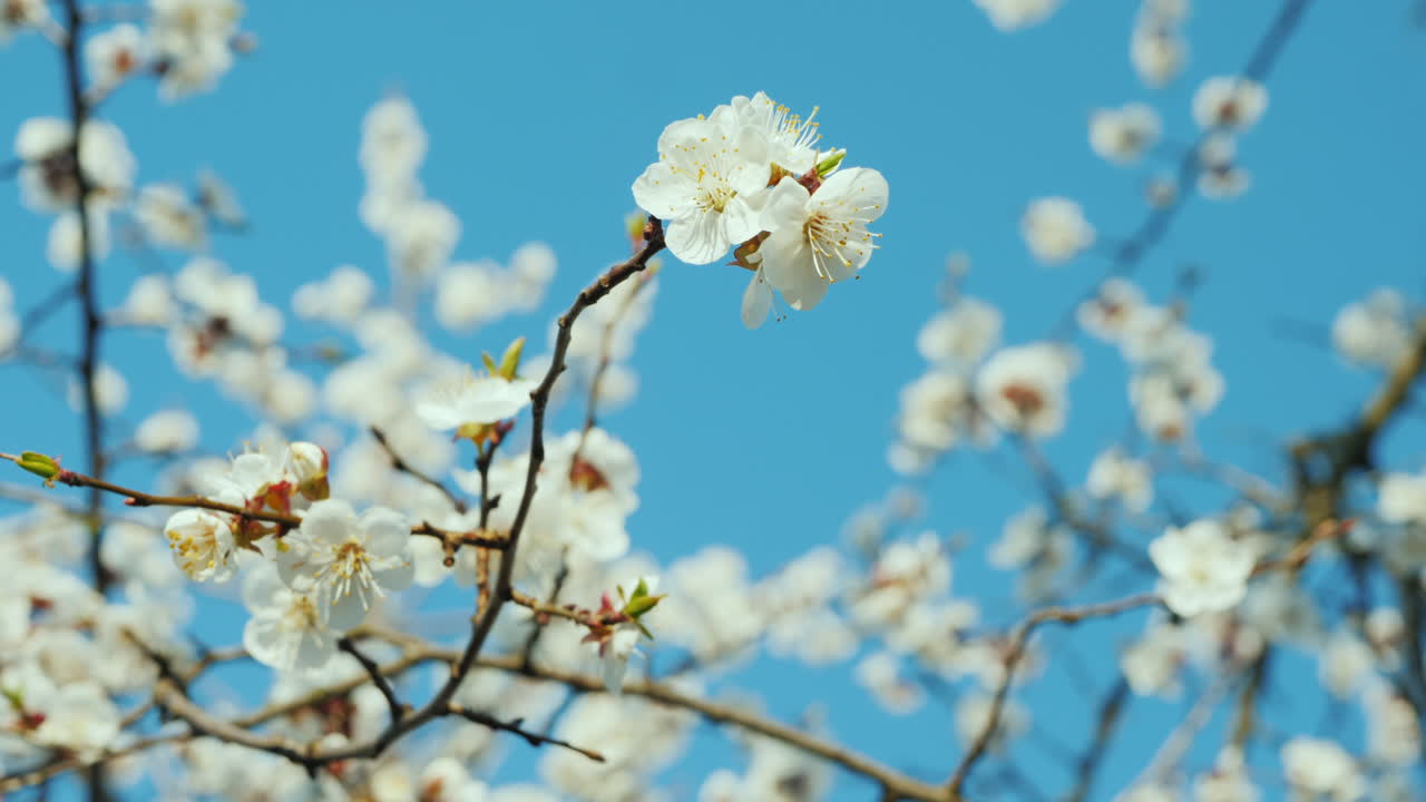 푸른 하늘을 배경으로 꽃이 만발한 살구 가지