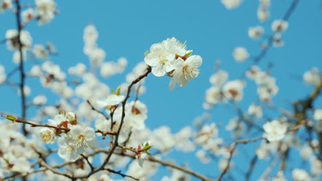 a branch of blossoming apricots against a blue sky