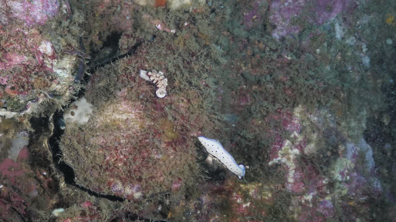 Unique underwater view of Nudibranchs displaying mating behavior on a coral reef deep below the ocean. Marine science