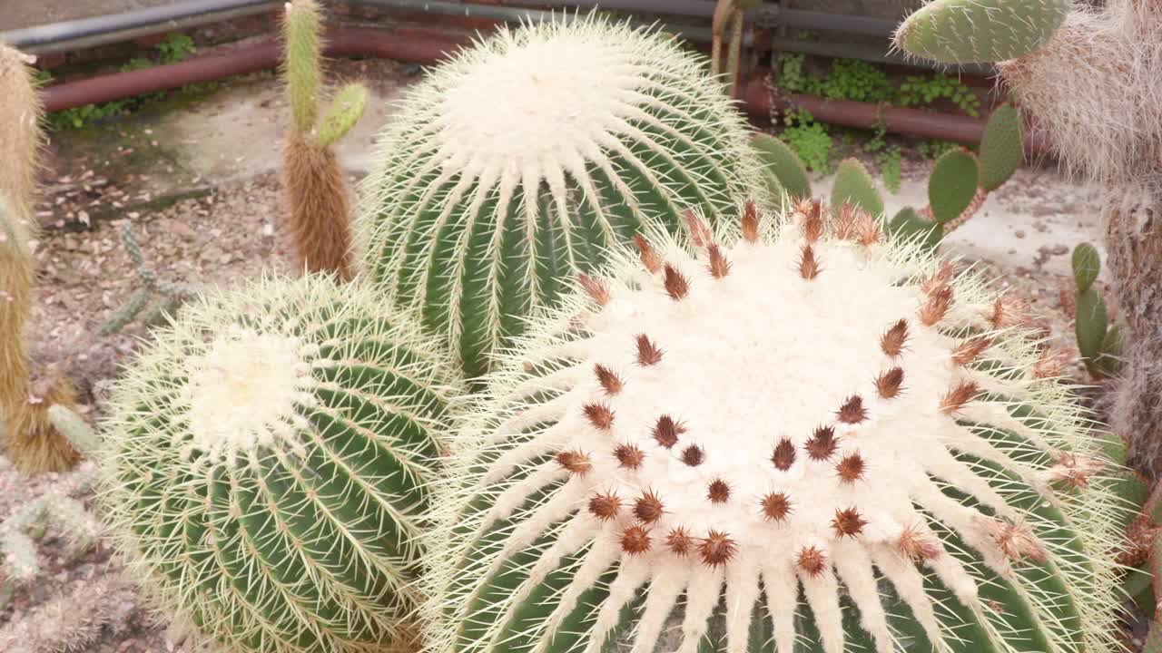열대 건조 한 정원 에 있는 골든 배럴 투스 (echinocactus grusonii) 어리