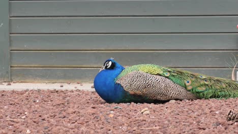 peacock sitting on the ground