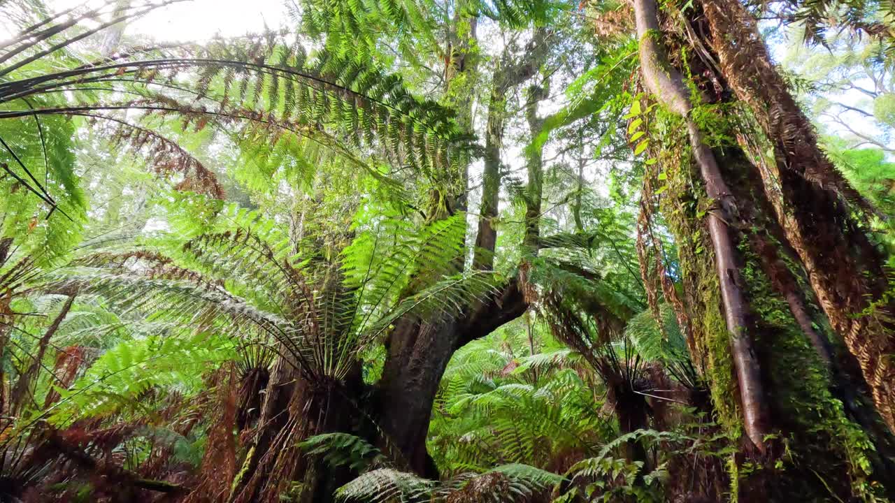 пышный тропический лес с высокими папоротниками и деревьями