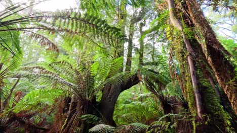 bosque tropical exuberante con altos helechos y árboles