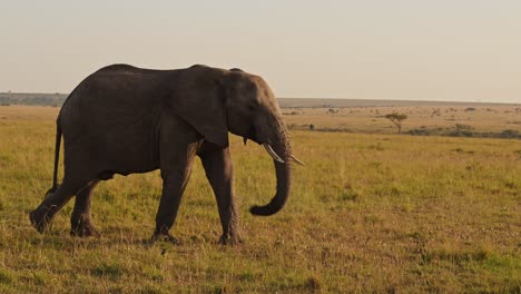 Zeitlupe-Eines-Afrikanischen-Elefanten,-Afrikanische-Wildtiere-Im-Masai-Mara-Nationalreservat,-Kenia,-Steadicam-Gimbal-Kamerafahrt,-Die-Elefanten-Folgt,-Die-In-Der-Savanne-Grasen-Und-Fressen