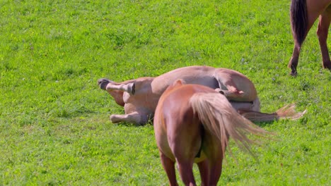 Los-Caballos-Se-Alimentan-De-La-Hierba-En-El-Prado---Cerrar