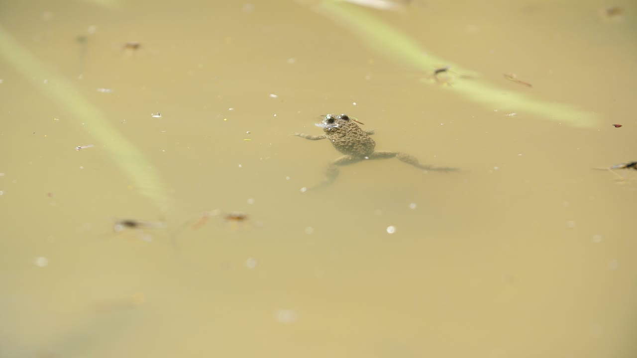 sapo de vientre amarillo flotando en un charco. bosque de verdun, lorraine, francia.