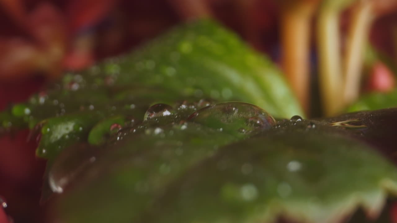 con hojas y pequeñas gotas de rocío la planta reverbera en el viento