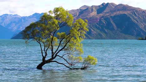 new zealand's famous wanaka tree surrounded by water during summer