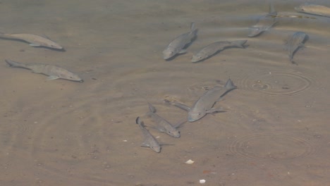 group of white mullet fish swimming in water