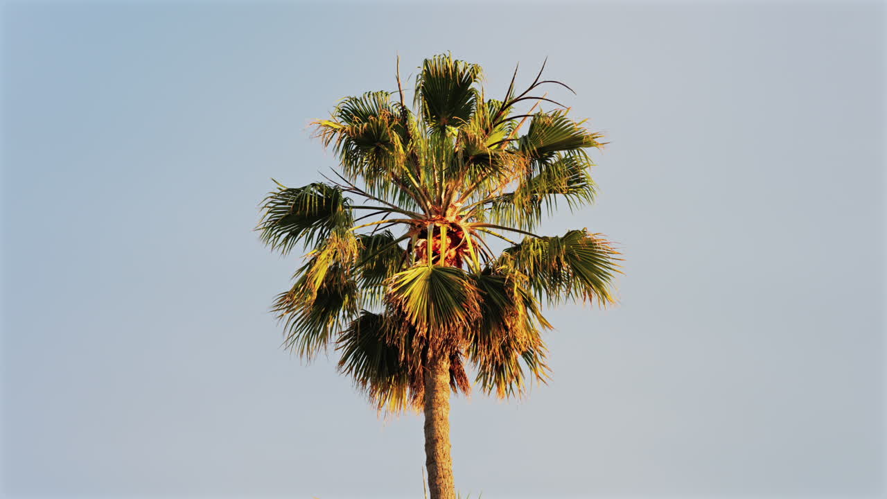 A palm tree on the beach with the blue sky on the background