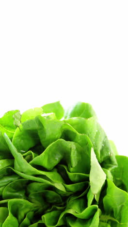 close-up of lettuce