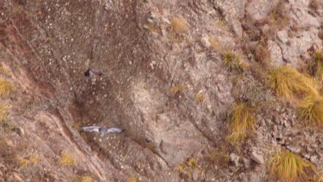 adult black chested buzzard eagle attack diving down towards the younger bird who leaves its place then the adult glides along into the canyon