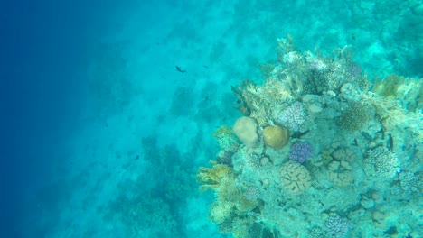 coral reef in clear water.