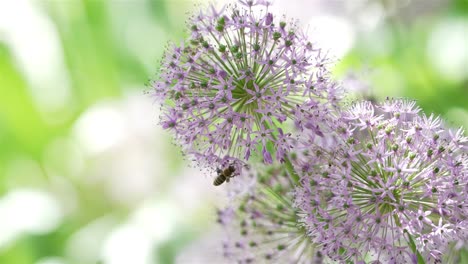 honey bee crawls balancing upside down gathering nectar from pink white bulb flower plant before falling off