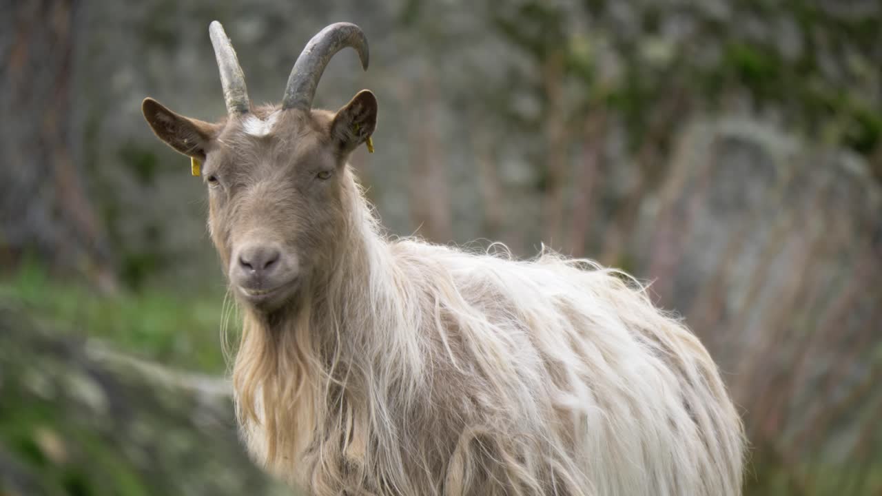 tiro medio a cámara lenta de una cabra testaruda de pelo largo con cuernos que mira sospechosamente a su alrededor, entre un entorno rocoso