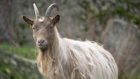 medium slow-motion shot of horned long-haired stubborn goat suspiciously looking around, between rocky surrounding