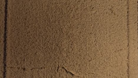 Harvest-flying-over-crops-wheat-topdown