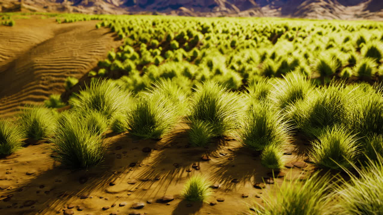hermosa duna de arena naranja amarilla en el desierto de asia central
