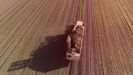 sugar beet root harvesting process, sunlight. aerial. harvest machine