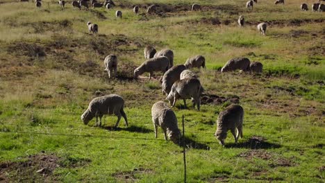 Cría-De-Ovejas-En-El-Karoo-Central