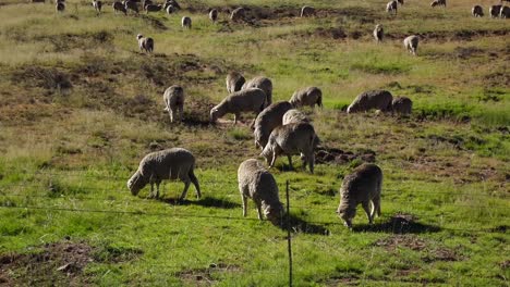 cría de ovejas en el karoo central