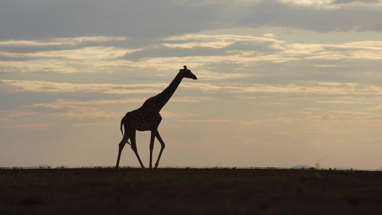 Silhouette di giraffa su uno sfondo di montagne nuvolose