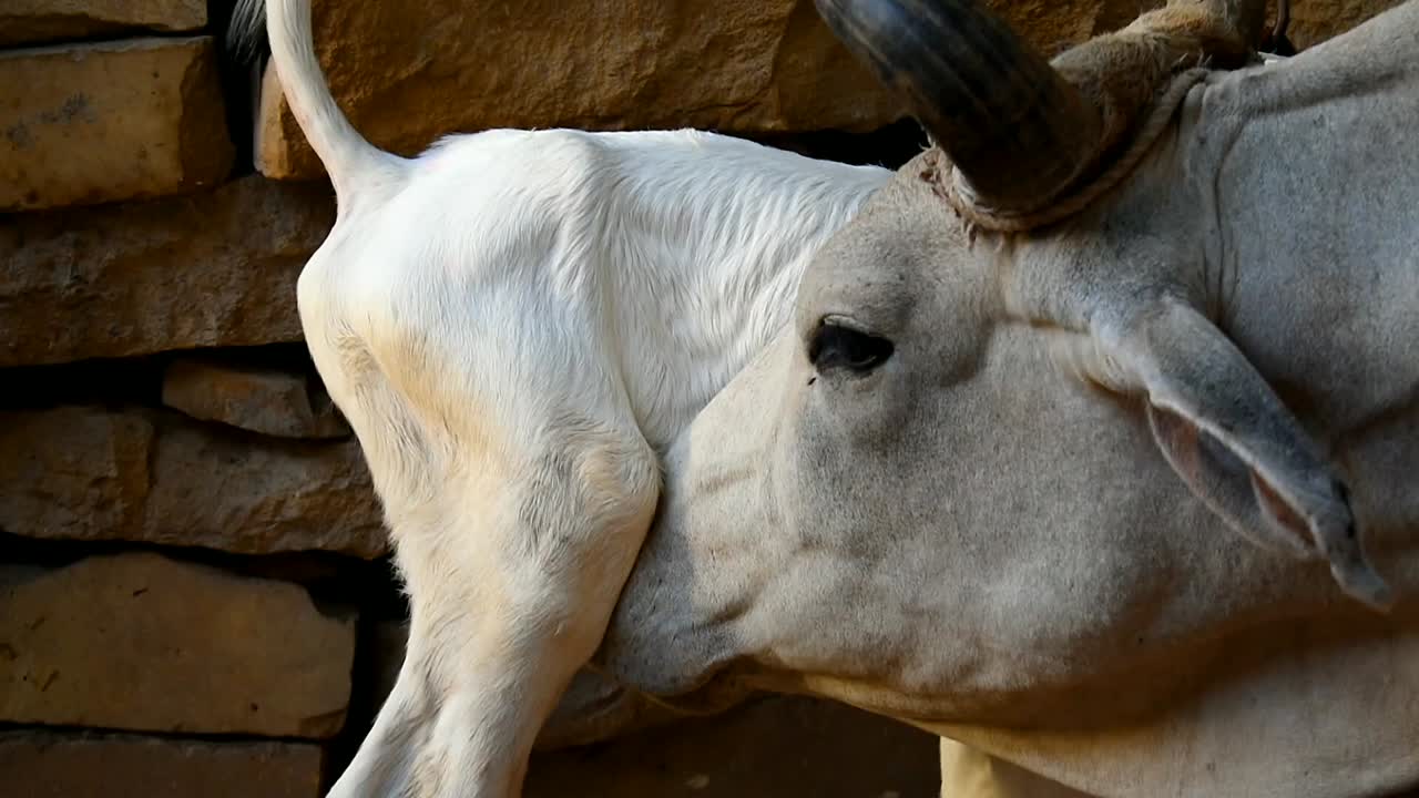 송아지에게 사랑을 보여주는 어미 소