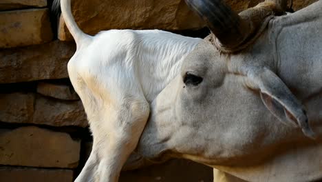 mother cow showing love to its calf