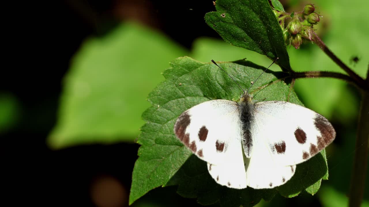 Un video dettagliato e in tempo reale sulla fauna selvatica che riprende una farfalla bianca del cavolo indiana (Pieris canidia) che riposa e apre lentamente le ali su una fresca foglia verde durante una calma mattina d'inverno.