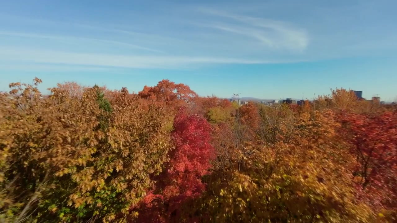 Flug über die Bäume mit Herbstlaub am Mount Royal in Montreal, Kanada. – FPV-Luftaufnahme.