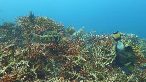 titan triggerfish and several long-faced emperor fish search for prey in a mass of branching coral