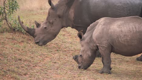 white rhinoceros mother grazing with her baby calf in muddy grass