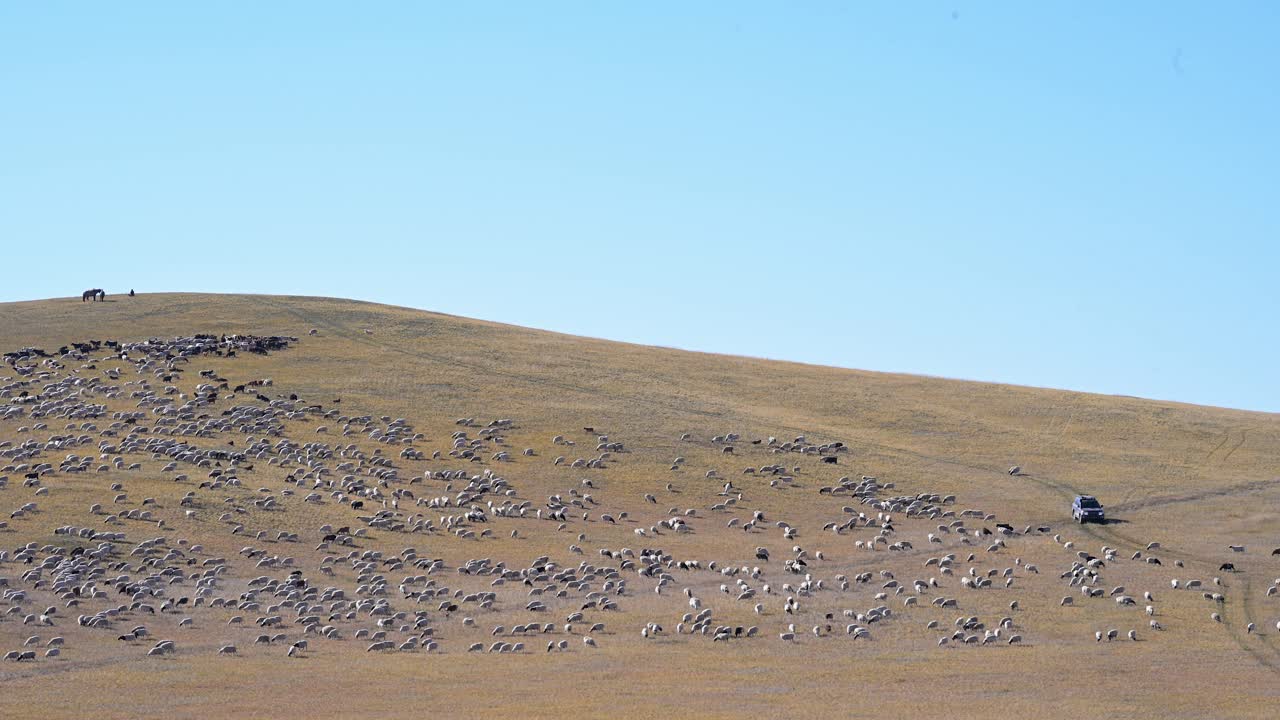 A huge herd of livestock grazes under the watch of a modern herder and their vehicle on a vast Mongolian hill. This scene showcases the evolution of traditional nomadic life