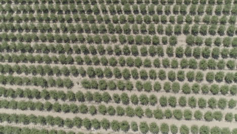 aerial - rows of trees in an orchard