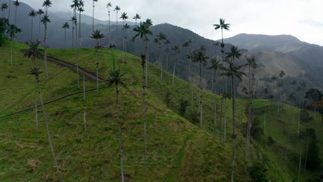 Vista-Aérea-Por-Drones-Del-Valle-De-Cocora,-Salento,-Colombia