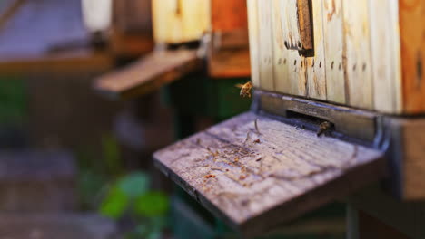 group of bees fly near hive in apiary