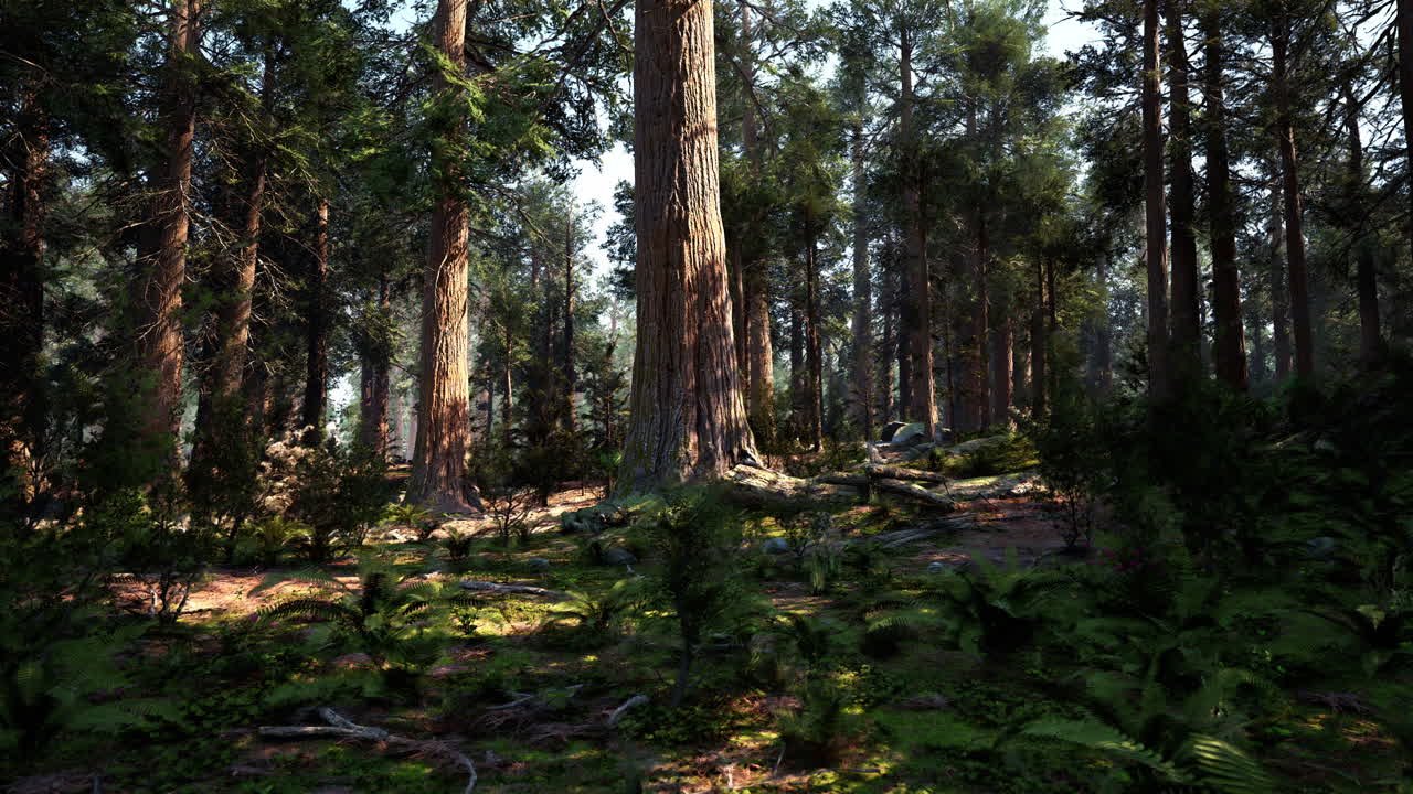 Tall Trees in a Lush Forest