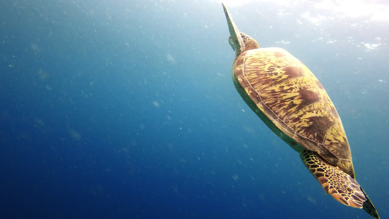 Морская черепаха под водой
